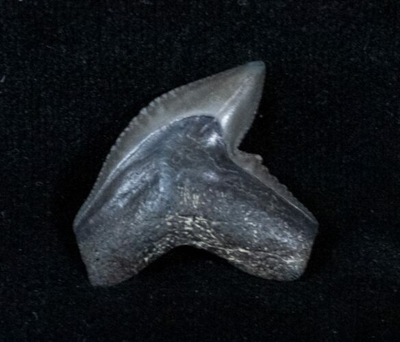 Fossil Tiger Shark Tooth From Georgia #3217